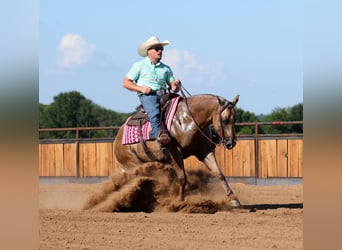 American Quarter Horse, Castrone, 3 Anni, Palomino