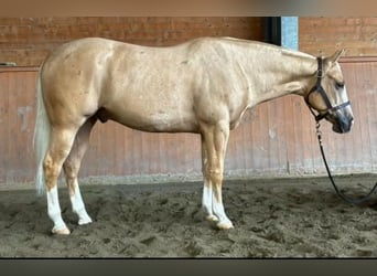 American Quarter Horse, Castrone, 3 Anni, Palomino American Quarter Horse, Castrone, 3 Anni, Palomino