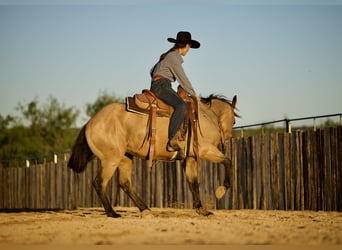American Quarter Horse, Castrone, 3 Anni, Pelle di daino