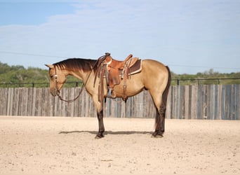 American Quarter Horse, Castrone, 3 Anni, Pelle di daino