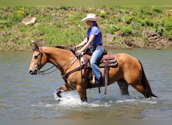 American Quarter Horse, Castrone, 3 Anni, Pelle di daino