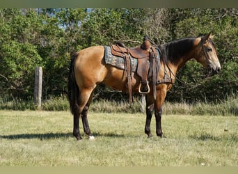 American Quarter Horse, Castrone, 3 Anni, Pelle di daino