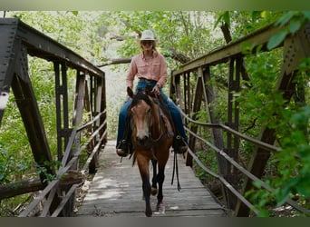 American Quarter Horse, Castrone, 3 Anni, Pelle di daino