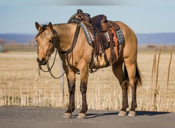 American Quarter Horse, Castrone, 3 Anni, Pelle di daino