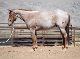 American Quarter Horse, Castrone, 3 Anni, Roano rosso