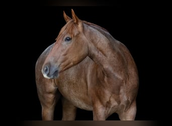 American Quarter Horse, Castrone, 3 Anni, Roano rosso