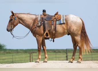 American Quarter Horse, Castrone, 3 Anni, Roano rosso