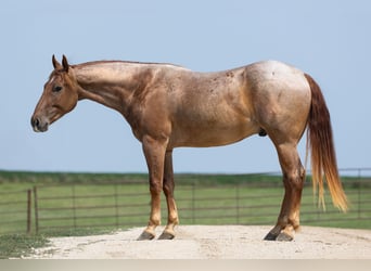 American Quarter Horse, Castrone, 3 Anni, Roano rosso