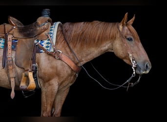 American Quarter Horse, Castrone, 3 Anni, Roano rosso