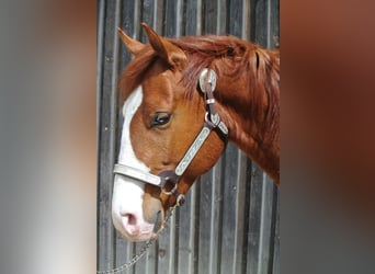American Quarter Horse, Castrone, 3 Anni, Sauro