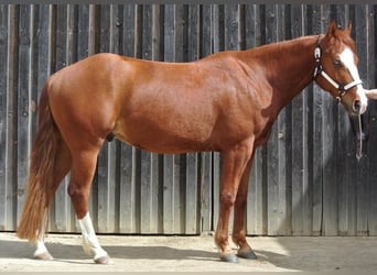 American Quarter Horse, Castrone, 3 Anni, Sauro