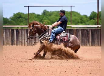 American Quarter Horse, Castrone, 3 Anni, Sauro ciliegia
