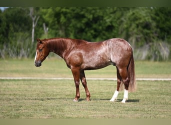 American Quarter Horse, Castrone, 3 Anni, Sauro ciliegia