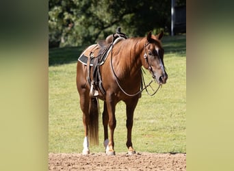 American Quarter Horse, Castrone, 3 Anni, Sauro ciliegia