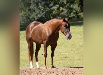 American Quarter Horse, Castrone, 3 Anni, Sauro ciliegia