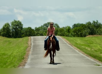 American Quarter Horse, Castrone, 3 Anni, Sauro ciliegia