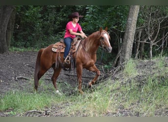 American Quarter Horse, Castrone, 3 Anni, Sauro ciliegia