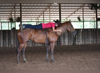 American Quarter Horse, Castrone, 3 Anni, Sauro ciliegia