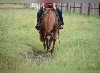 American Quarter Horse, Castrone, 3 Anni, Sauro ciliegia
