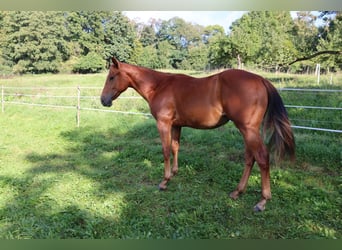 American Quarter Horse, Castrone, 3 Anni, Sauro