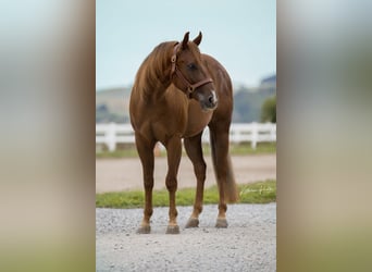 American Quarter Horse, Castrone, 3 Anni, Sauro scuro