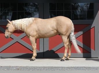 American Quarter Horse, Castrone, 4 Anni, 137 cm, Palomino