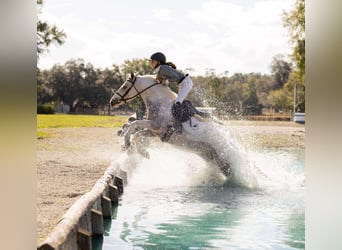 American Quarter Horse Mix, Castrone, 4 Anni, 137 cm, Pezzato