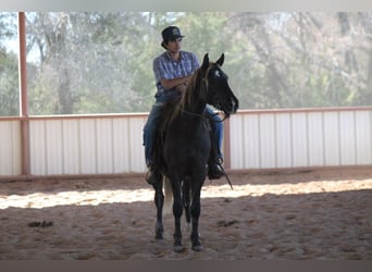 American Quarter Horse, Castrone, 4 Anni, 140 cm, Palomino