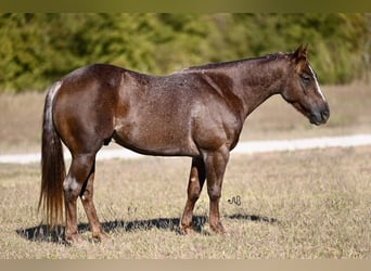 American Quarter Horse, Castrone, 4 Anni, 140 cm, Roano rosso