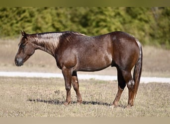 American Quarter Horse, Castrone, 4 Anni, 140 cm, Roano rosso