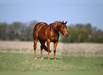 American Quarter Horse, Castrone, 4 Anni, 140 cm, Sauro ciliegia