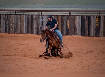 American Quarter Horse, Castrone, 4 Anni, 140 cm, Sauro ciliegia