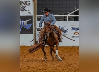 American Quarter Horse, Castrone, 4 Anni, 140 cm, Sauro ciliegia