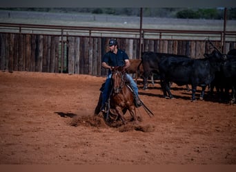 American Quarter Horse, Castrone, 4 Anni, 140 cm, Sauro ciliegia
