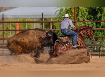 American Quarter Horse, Castrone, 4 Anni, 140 cm, Sauro ciliegia
