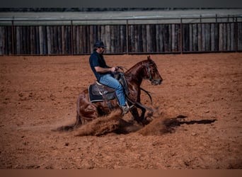American Quarter Horse, Castrone, 4 Anni, 140 cm, Sauro ciliegia
