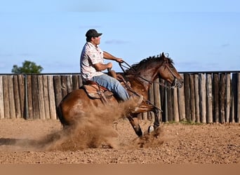 American Quarter Horse, Castrone, 4 Anni, 142 cm, Baio ciliegia