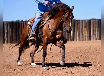 American Quarter Horse, Castrone, 4 Anni, 142 cm, Baio ciliegia