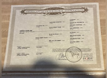 American Quarter Horse, Castrone, 4 Anni, 142 cm, Baio roano