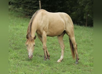 American Quarter Horse, Castrone, 4 Anni, 142 cm, Champagne