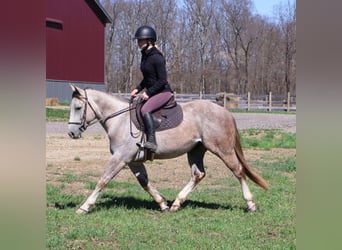 American Quarter Horse, Castrone, 4 Anni, 142 cm, Grigio pezzato