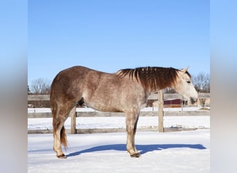 American Quarter Horse, Castrone, 4 Anni, 142 cm, Grigio pezzato