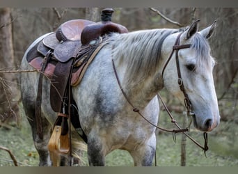 American Quarter Horse, Castrone, 4 Anni, 142 cm, Grigio
