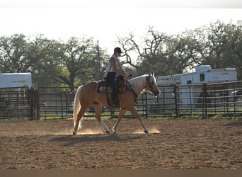 American Quarter Horse, Castrone, 4 Anni, 142 cm, Palomino