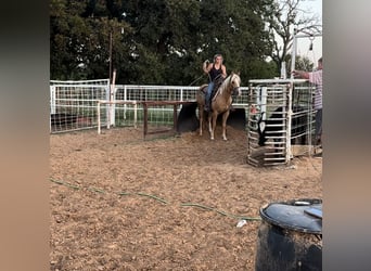 American Quarter Horse, Castrone, 4 Anni, 142 cm, Palomino