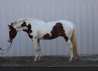 American Quarter Horse, Castrone, 4 Anni, 142 cm, Pezzato