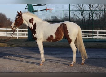 American Quarter Horse, Castrone, 4 Anni, 142 cm, Pezzato