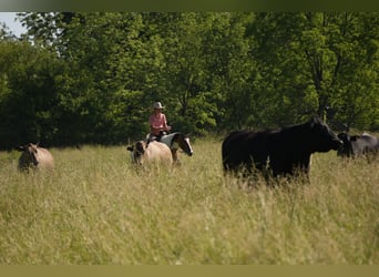 American Quarter Horse Mix, Castrone, 4 Anni, 142 cm, Pezzato