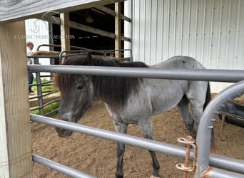 American Quarter Horse, Castrone, 4 Anni, 142 cm, Roano blu