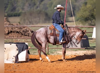 American Quarter Horse, Castrone, 4 Anni, 142 cm, Roano rosso